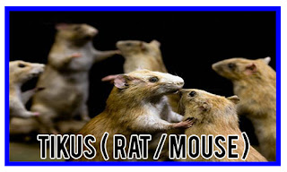 http://sabripestcontrol.blogspot.my/2016/08/tikus-rat-mouse.html