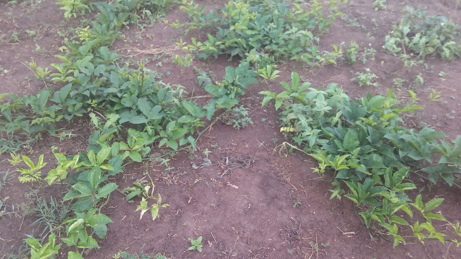 AZ PRACTICAL GUIDE ON HOW TO PLANT UGU VEGETABLE The Most Reliable