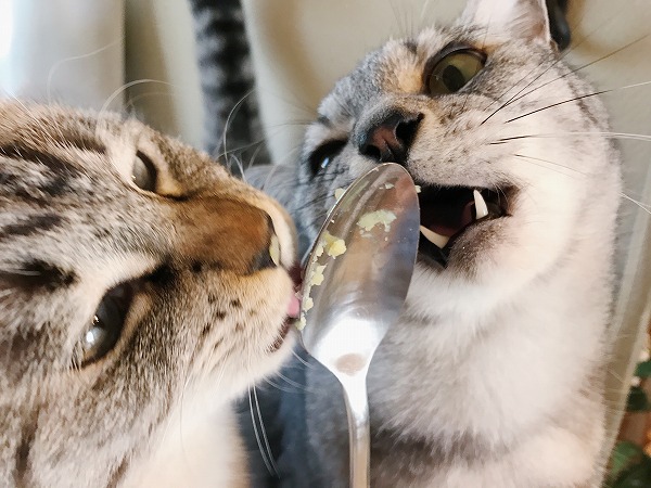 必死の形相でさつまいもを舐め取るサバトラ猫とシャムトラ猫