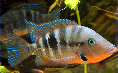 Shamudra Bilash Cichlid Fish