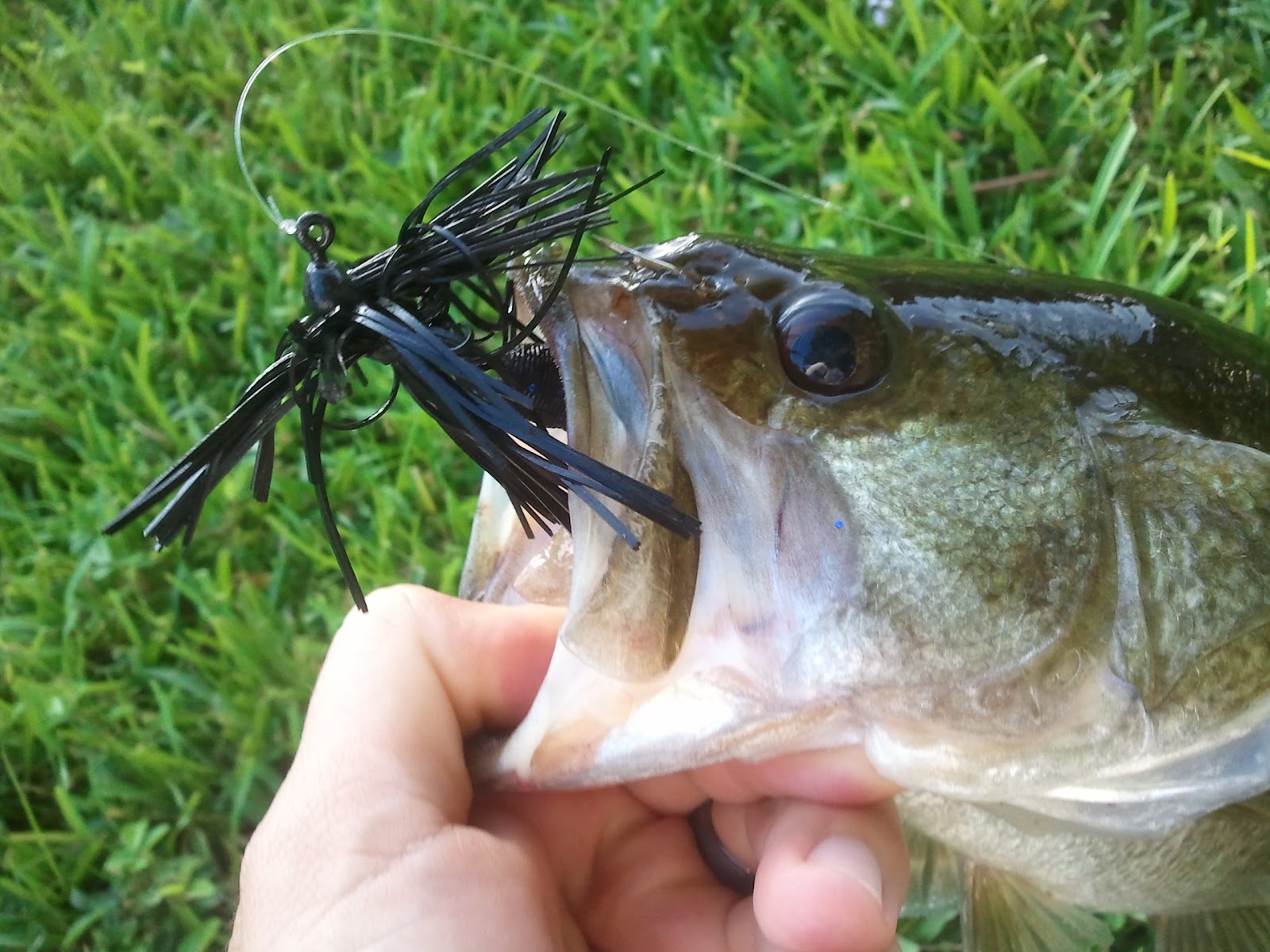 T Brinks Fishing A First Look Eco Pro Tungsten Heavy Weight Tungsten Jigs