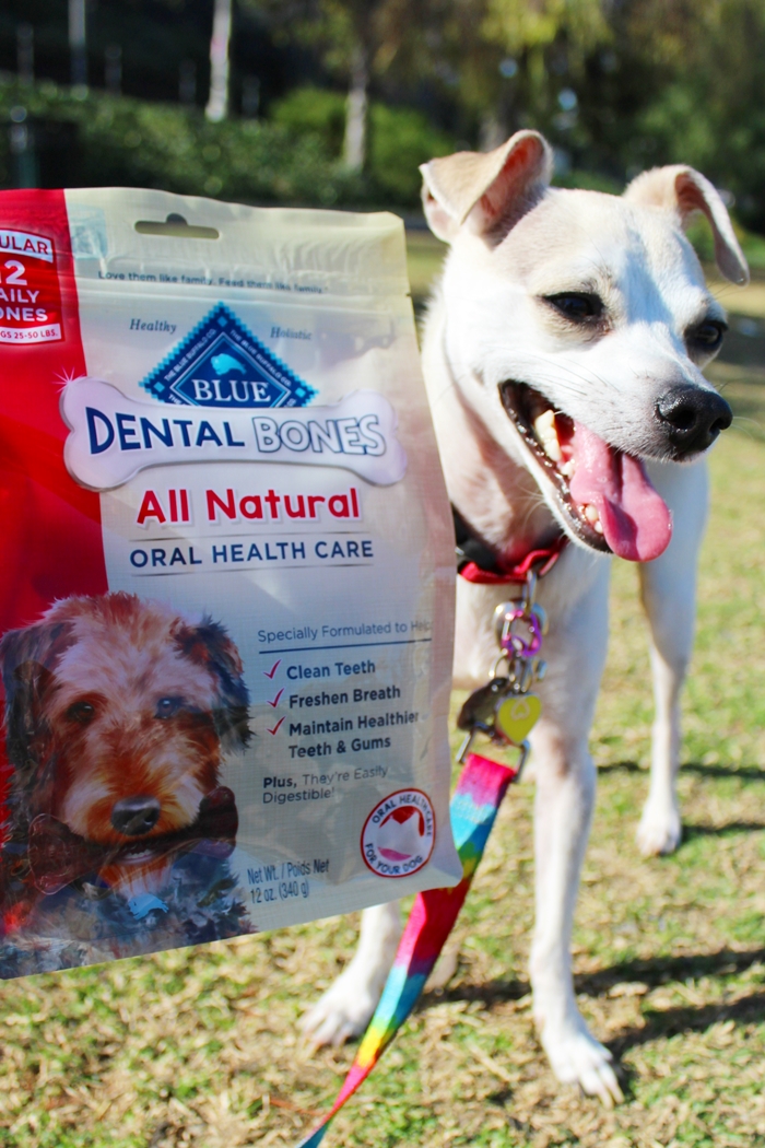 HAPPYHAZEL Celebrating National Pet Dental Health Month with