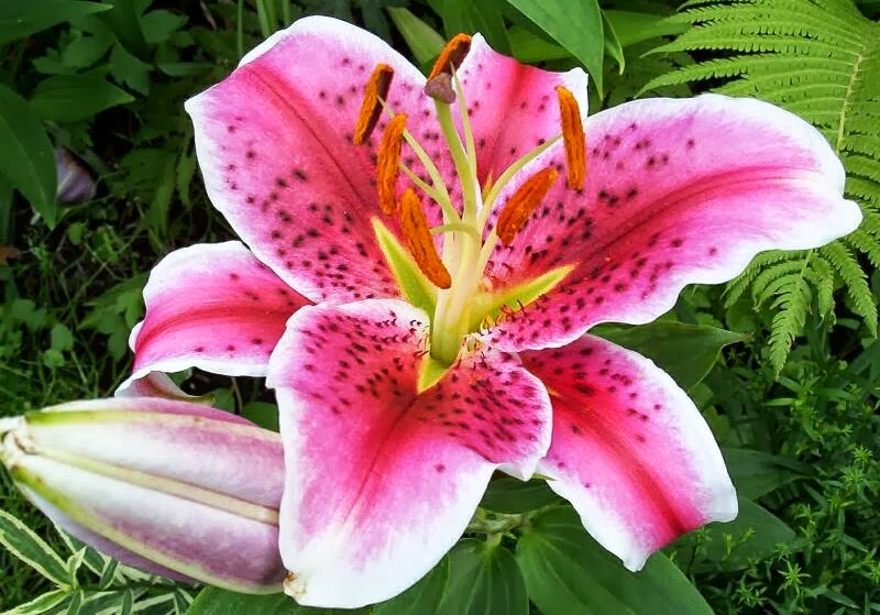 Lilium Flowers World