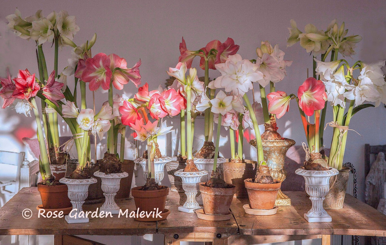 Rose garden malevik: amaryllis