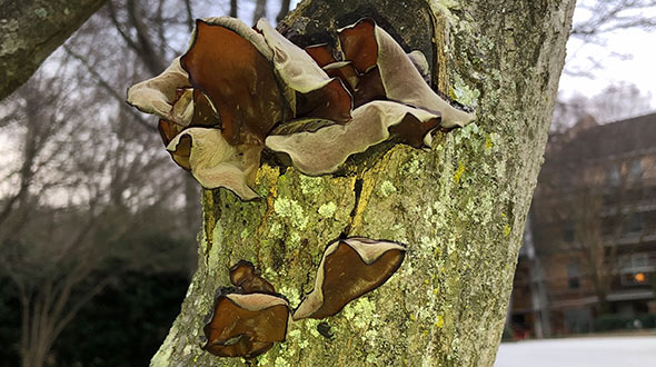 Fungal infection ia a tree defect that can lead to severe decay poor health and eventual death