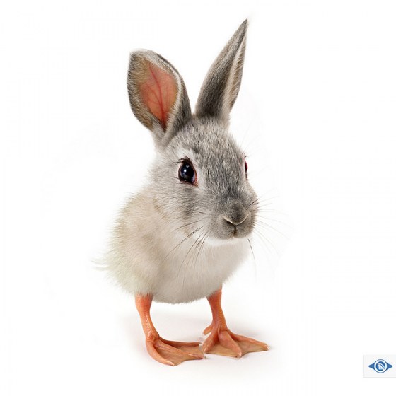 Rabbits Duck Bunny Rabbits Duck Bunny