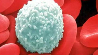 Sel Darah Merah, Sel Darah Putih dan Keping Darah