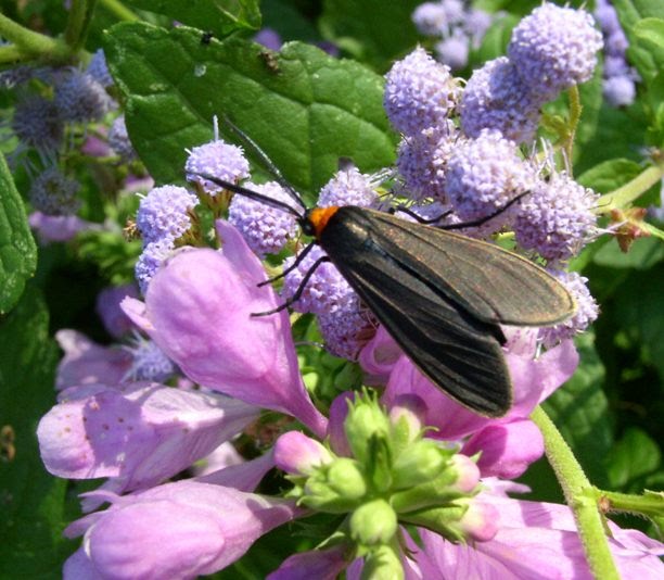 Pollinators Moths as Pollinators