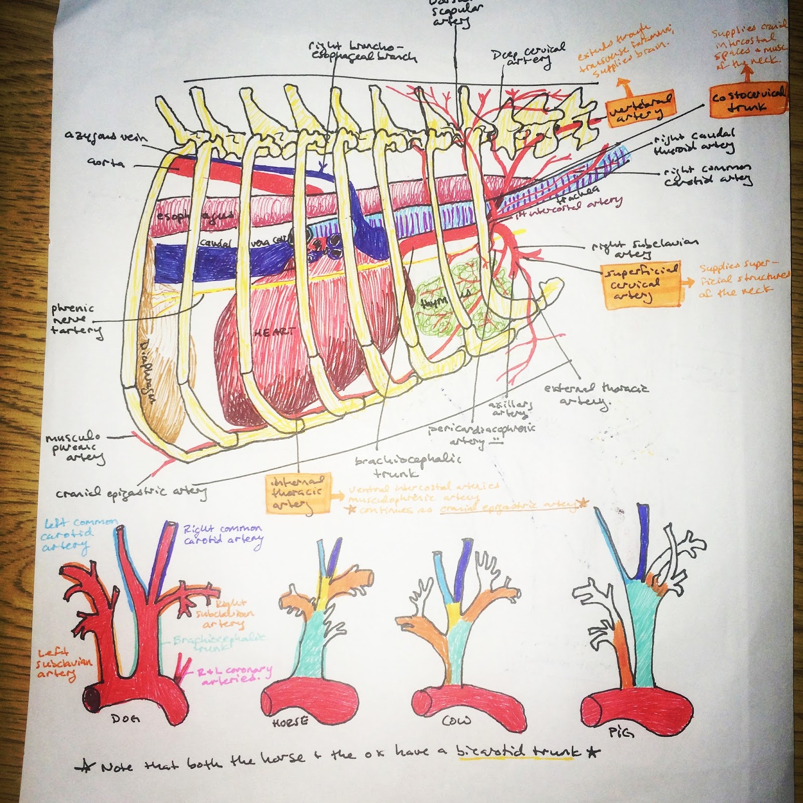 Dog Anatomy Thoracic And Abdominal Organs vrogue.co
