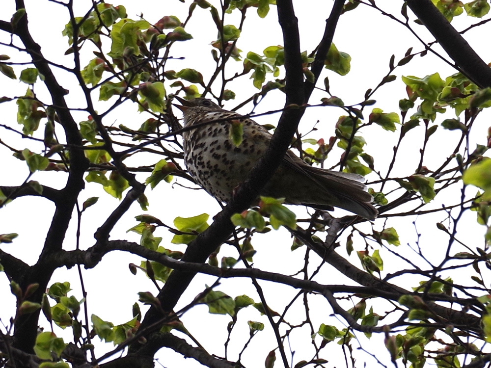 Mistle Thrush - Beside / Shine Away Mistle Thrush - Beside / Shine Away