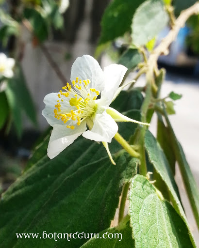 Muntingia calabura, Malayan Cherry flower