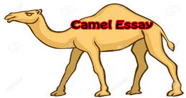 Camel essay picture
