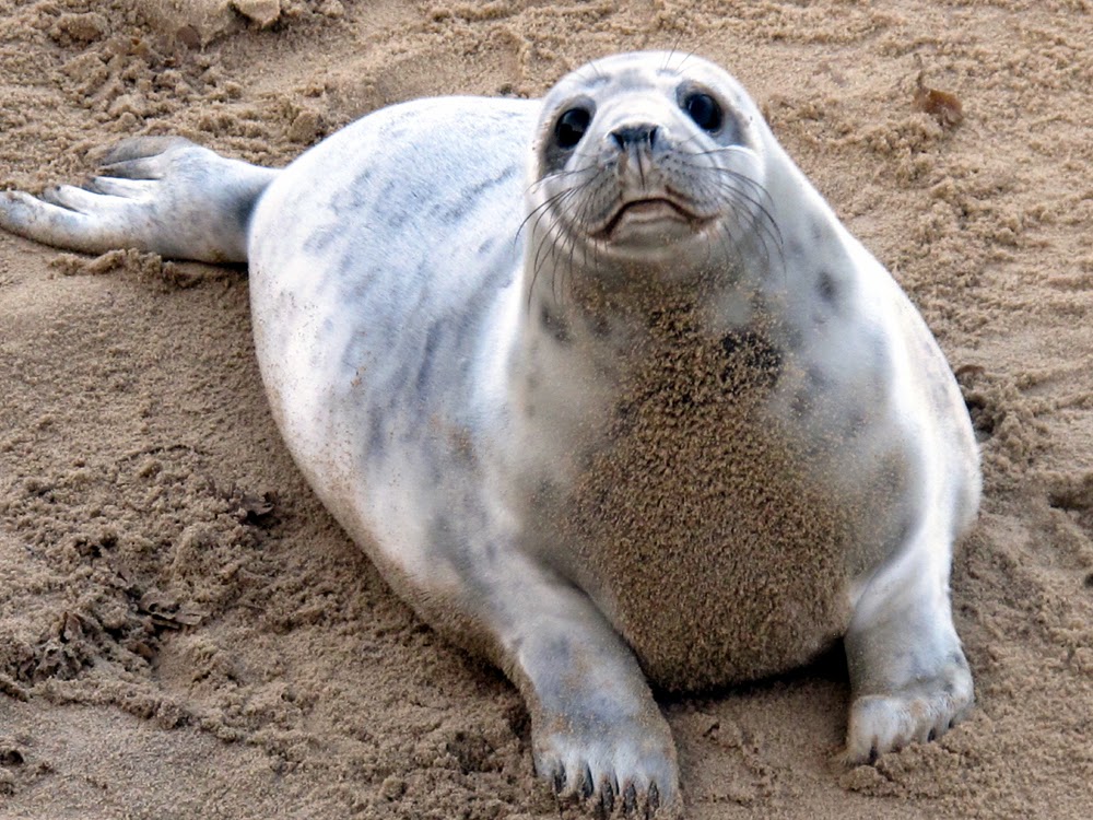 Winterton-on-Sea seals, Norfolk