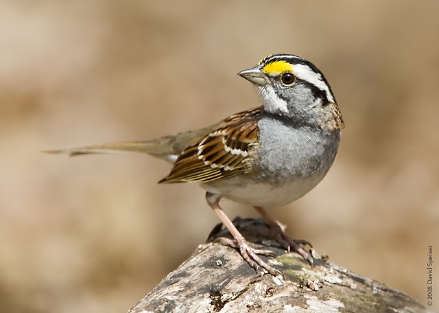 White Throat Sparrow 108