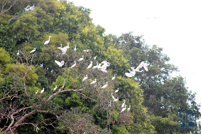 sungai kapuas burung bangau