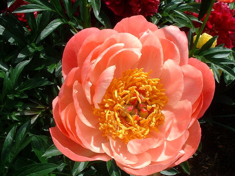 My Virtual Garden Peonies
