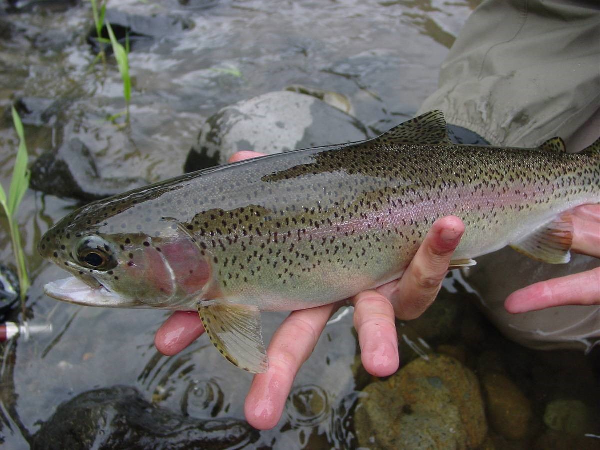 Endangered New Jersey Opening Day of NJ Trout Season April 8