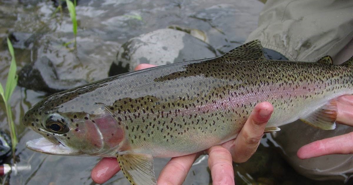 Endangered New Jersey Opening Day of NJ Trout Season April 8