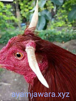 AYAM BANGKOK BERNILAI 30 JUTA