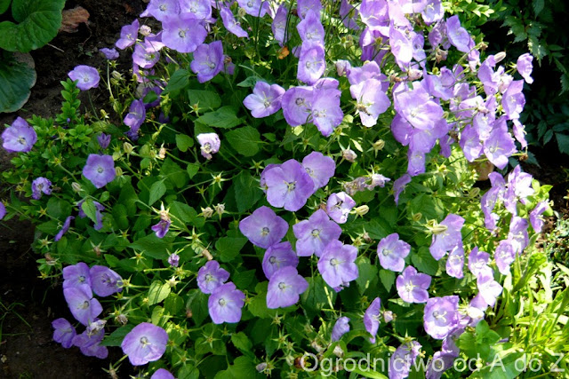 Dzwonek karpacki Campanula carpatica