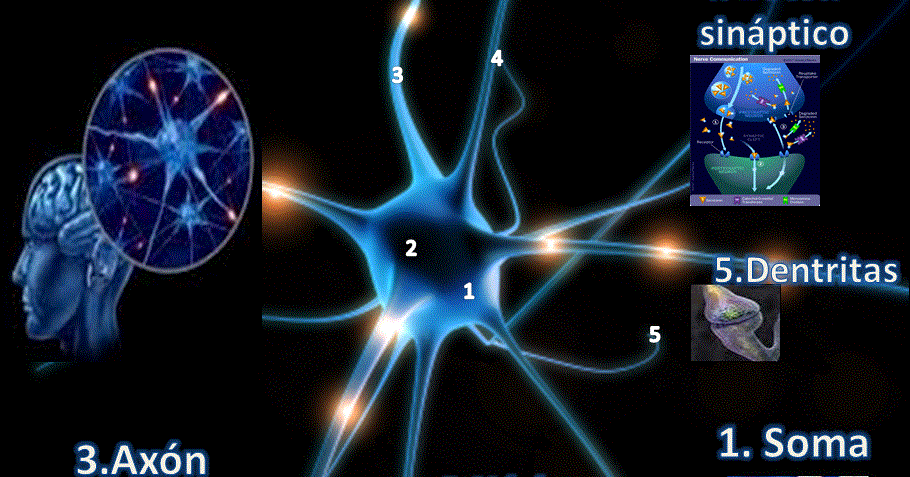 anatomia y ciencia.net: Las neuronas