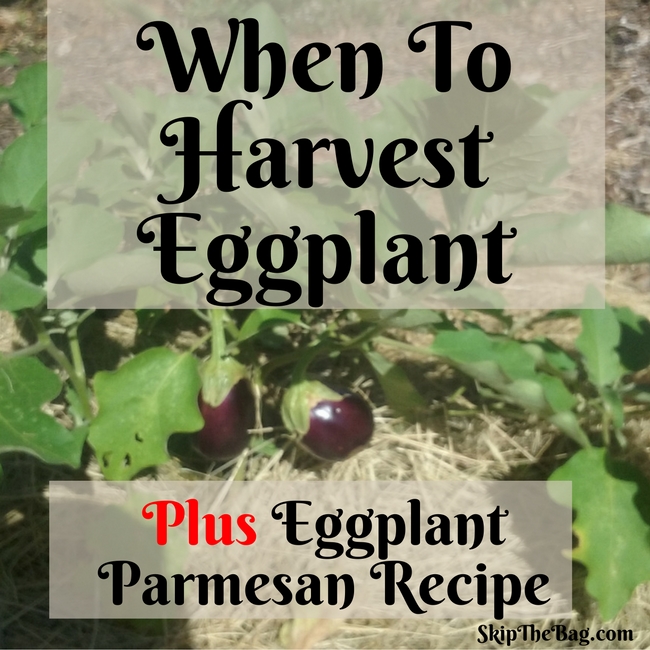 Tips for harvesting eggplants and a delicious recipe for Eggplant Parmesan.