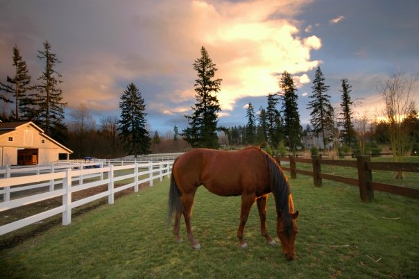 Randee Fox: Blue Heron Ranch, a peaceful place for Nia, art and horses