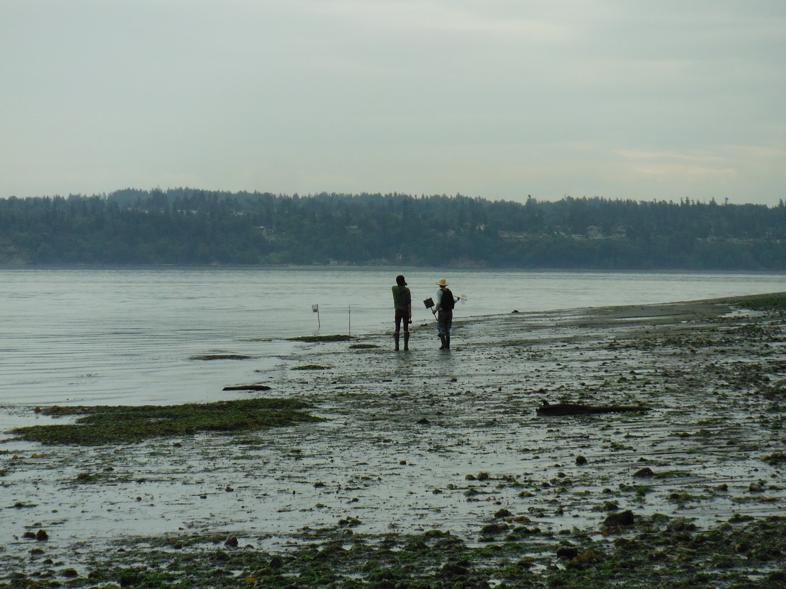 Pacific Northwest Seasons Celebrating Puget Sound's Annual Lowest Tides