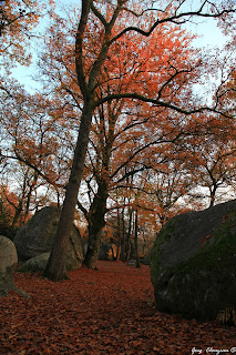 Automne au Bas Cuvier en Forêt de Fontainebleau