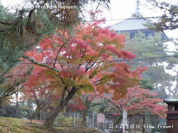 紅葉季節下的興福寺
