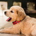 dog names that start with S-Popular male and female Names