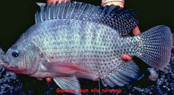 Jenis Ikan Nila - ikan nila nirwana
