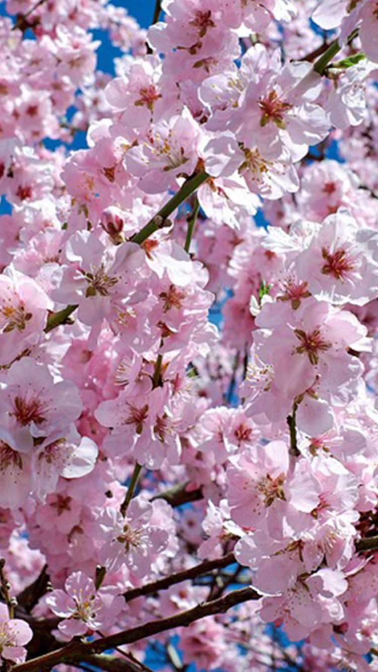 خلفيات ورود للموبايل والآيفون