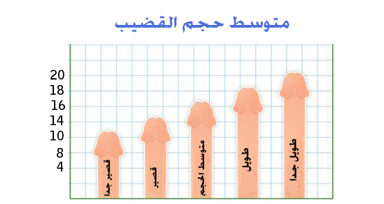 متوسط حجم القضيب متوسط حجم القضيب
