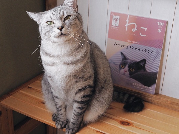 サバトラ猫