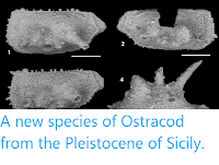 http://sciencythoughts.blogspot.co.uk/2014/11/a-new-species-of-ostracod-from.html