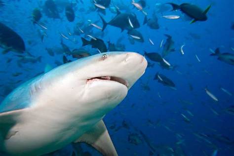 All About Animal Wildlife: Bull Shark Information and Images-photos
