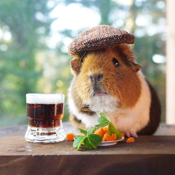 Super Grappige Cavia Foto's VO-37