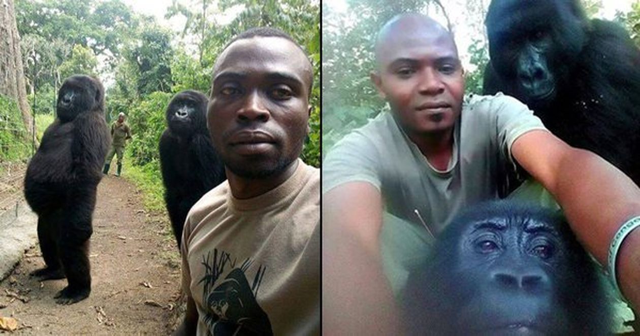 Epic Selfie Of Gorillas Posing With Anti-Poaching Rangers