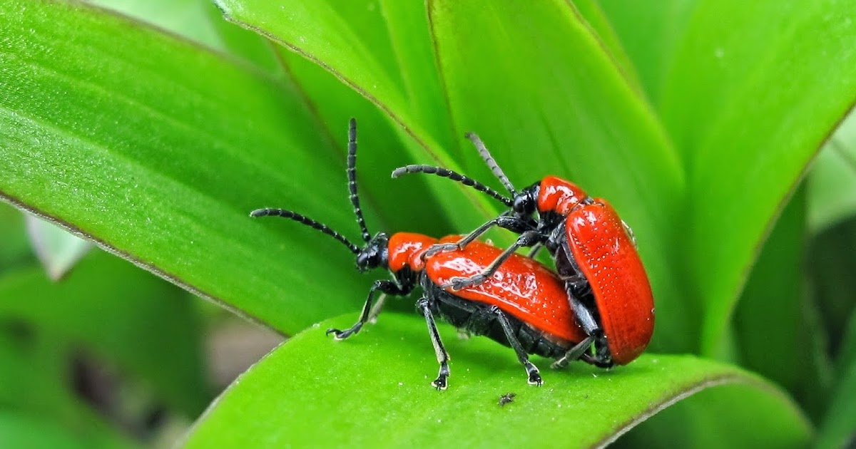 are red lily beetles poisonous to humans