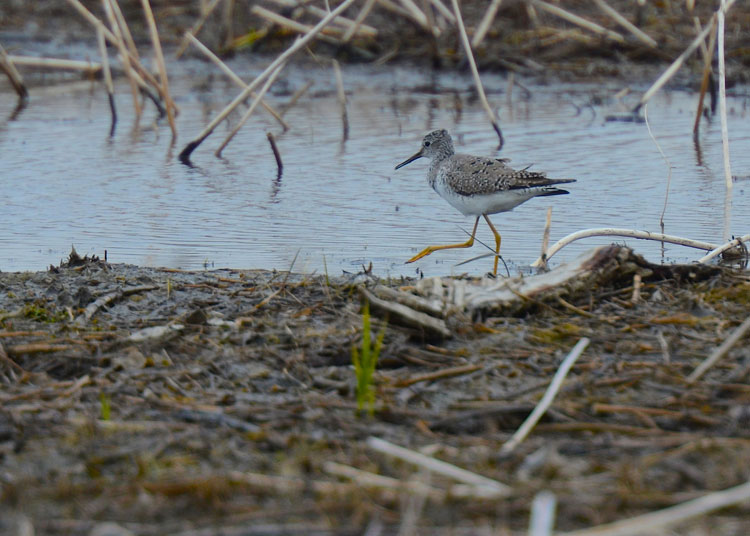 Lesser Yellowlegs (Tringa flavipes) foraging in a shallow vernal pool. Lesser Yellowlegs (Tringa flavipes)
