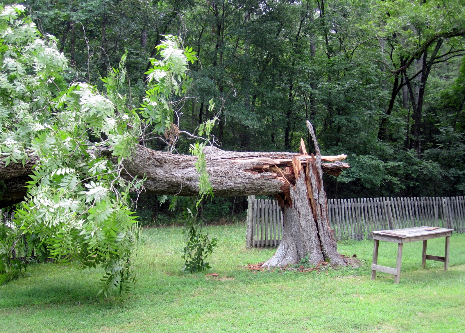 Hasty Pics Falling Tree