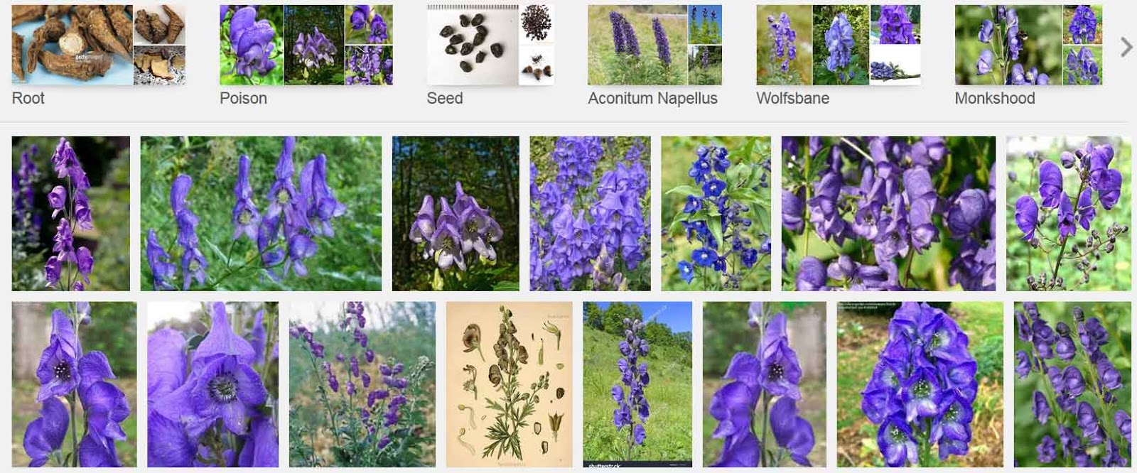 Blog Collective Native Medicinal and Poisonous Plants of British