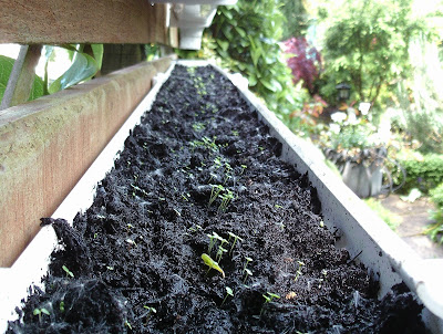 Watercress growing in a recycled gutter fixed to a garden fence
