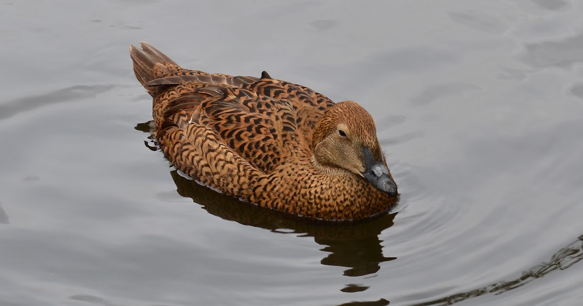 NASAの望遠鏡が北極よりも寒い恒星を発見