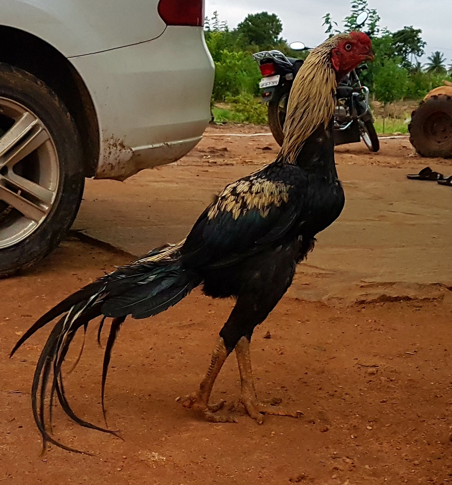 Parrot beak long tail aseels