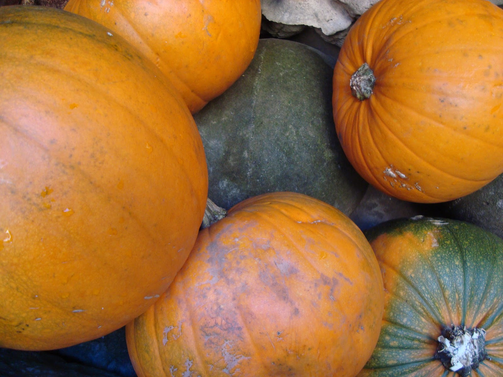 Spanish Squash Tian Gratin