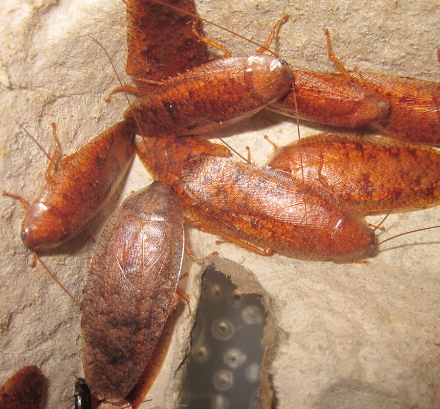 Hisserdude's Roaches - Page 2 Rhabdoblatta%25233