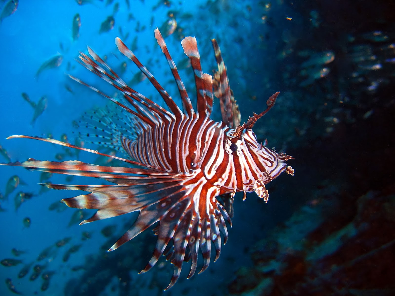 Ini Daftar Jenis Ikan Hias Tercantik Di Dunia Info Medan Terbaru
