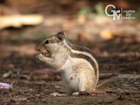 Squirrel Having Lunch - Photography | Grv Creative by Creation | Grv Creative By Creation
